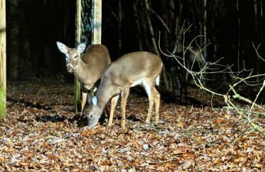 Boujee Bear Lodge - A Peaceful Cabin in the Woods - Photo 10