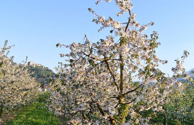 Agriturismo Bortolotti - Photo 70