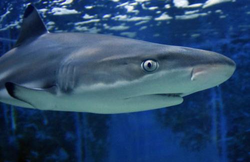 Apartment ULIKA Pula - Foto 32