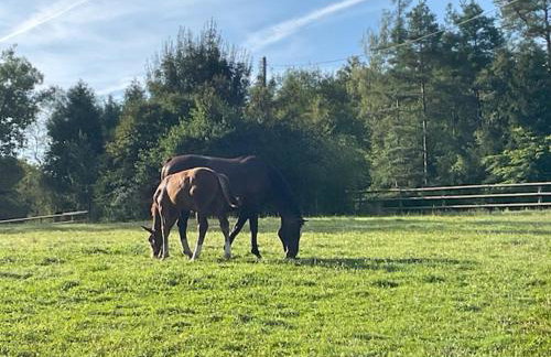 Etzauer Mühle im Taunus, Apartment mit Balkon - Foto 10