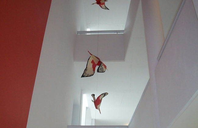 Avutarda de Carilo - Photo 74