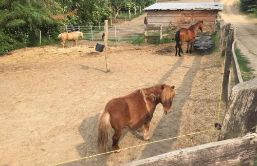 Große Wohnung / Haushälfte in Peetzig am See - Foto 65