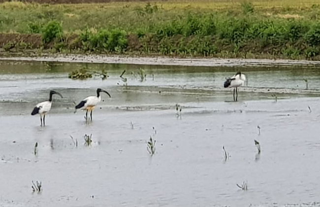 Cascina Moretta - Foto 31