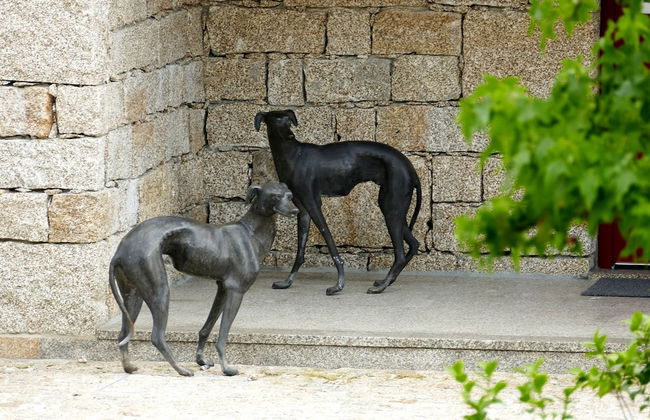 Moinho da Lapa - Foto 36