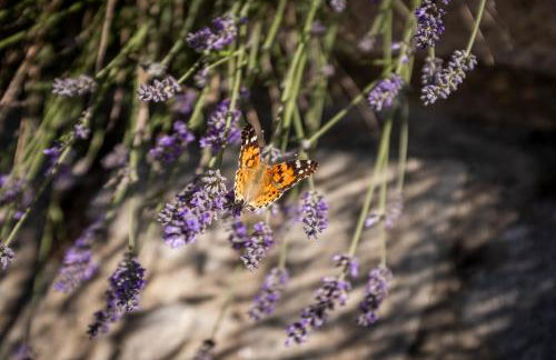 Casas d'Oliva - Foto 28