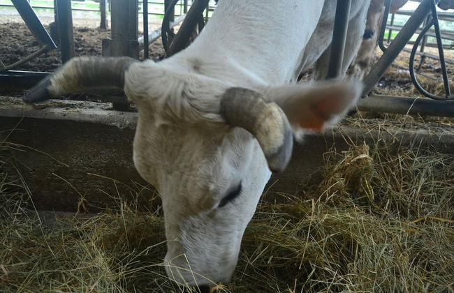 Idyllic Tuscan Hideaway With Pool and spa - Foto 34