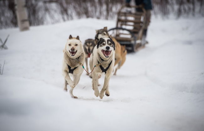 Condos de l'Auberge du Lac Taureau - Foto 50