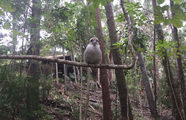 Byron Bay Rainforest Resort - Photo 32