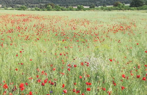 Casa Rural Abuela Dorotea - Foto 12