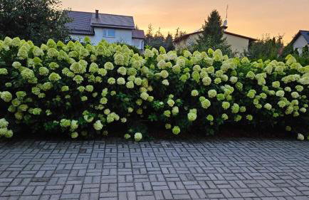 Apartament na Gryfa 8 - Photo 20