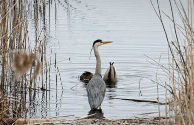 Ferienhaus Biberburg - Foto 16