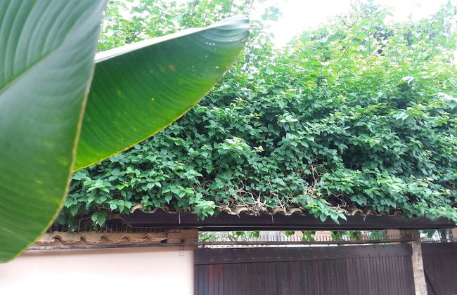 Paraíso de Itaipu - Foto 20