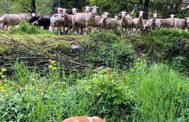Maison spacieuse à Saint-André-de-Valborgne avec jardin 120 m² - Foto 16