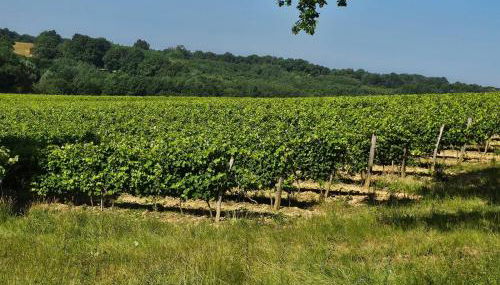 Maison au milieu des vignes - Photo 3