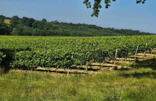 Maison au milieu des vignes - Photo 3