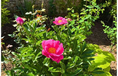 Memories Apartments Μονοκατοικία στο Καρπενήσι - Foto 39