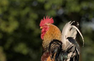 Friesenparadies FRI-Südliches Friesland - Foto 37