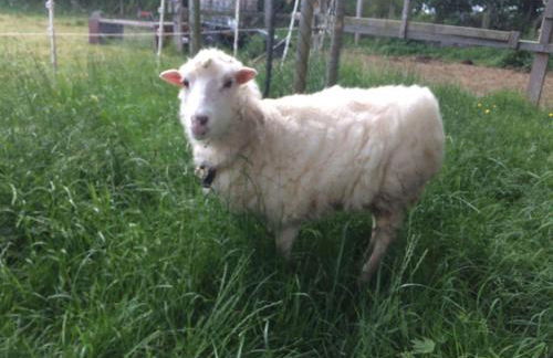 Ferienhaus-fuer-die-Grossfamilie-oder-Gruppenhaus-auf-dem-Ferien-und-Bauernhof-Nielson-in-Inselmitte - Foto 20