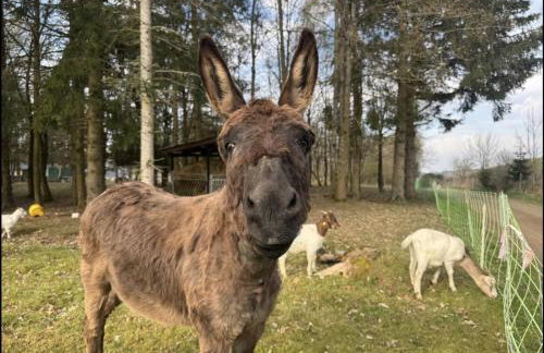 Top-Schlafkomfort & Bergblick Natur pur perfekt zum Wandern und Radfahren - Photo 33
