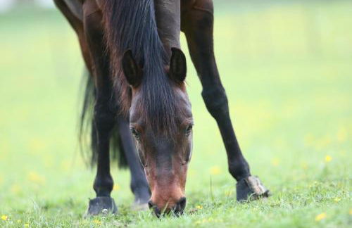 Sonnenhof, Ferienwohnung auf Reitanlage - Foto 39