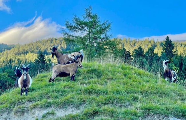 Apartment Rossweid - Formerly TUI Ferienhaus - Photo 13