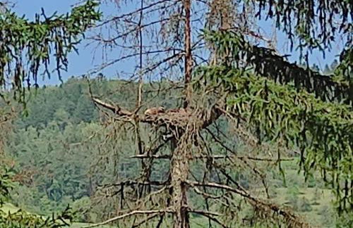 TOP Ferienhaus im Schwarzwald - Foto 20