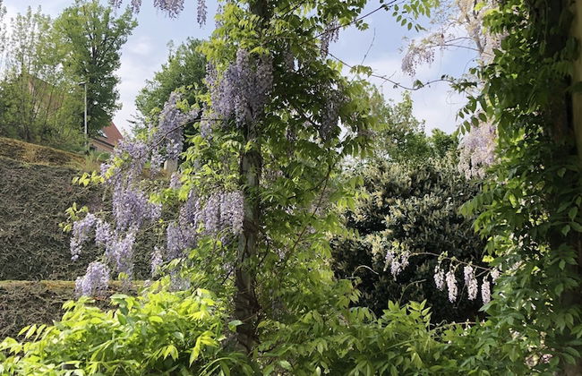 Rebenhaus Meißen - Foto 14