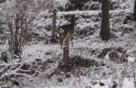 Feriendomizil Mikesh - Foto 42