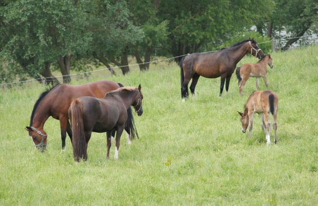 Farm at Grebiner See - Foto 13