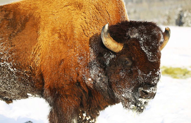 Réserve de faune du Yukon + Sources thermales d'Eclipse Nordic - Foto 8