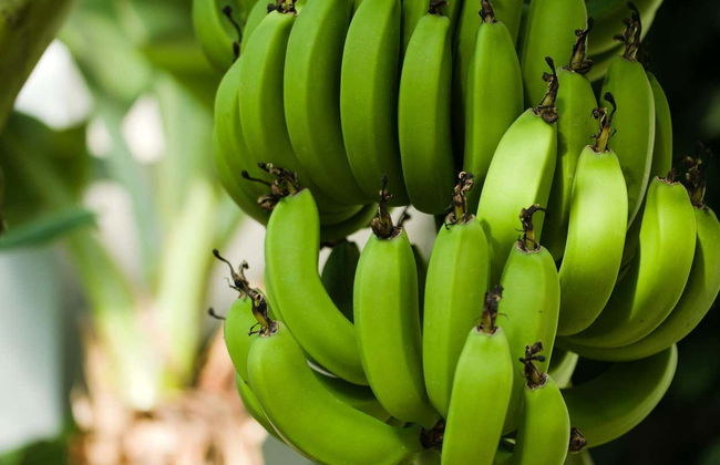 Visite à la découverte des fermes agricoles de Funchal - Photo 1