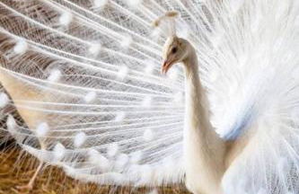 The Cottage at Highland Farms - Foto 8