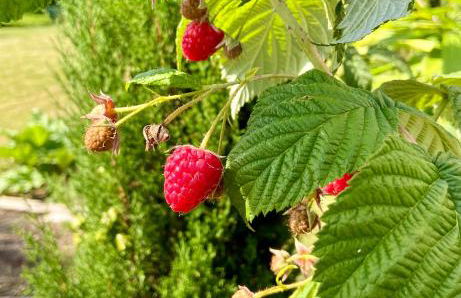 Superbe maison avec jardin - Foto 27