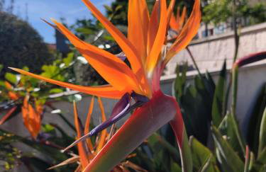 Apartmani BaSaDa by the sea Kuciste - Perna, Peljesac - 4545 - Foto 6