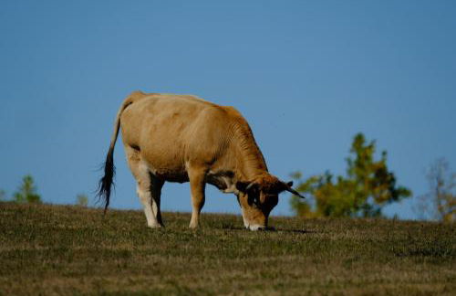 Mas Mialou - Foto 36