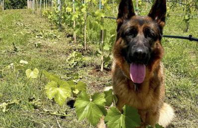 Donna Vittori - Borgo Agricolo - Foto 65