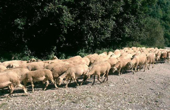 Casa Rural Can Soler de Rocabruna - Foto 30