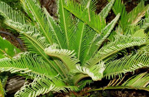 Tenuta Montelaura - Foto 59