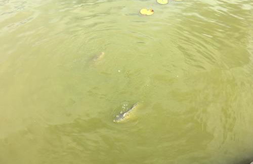 St Andrew's view - Foto 50