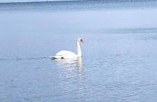 Magda Aparthotel Anchoria Mechelinki - Foto 27