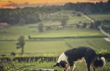 Svetli Raj - Foto 45