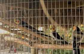 Serene Tiny House Retreat in Japanese Garden - Foto 111