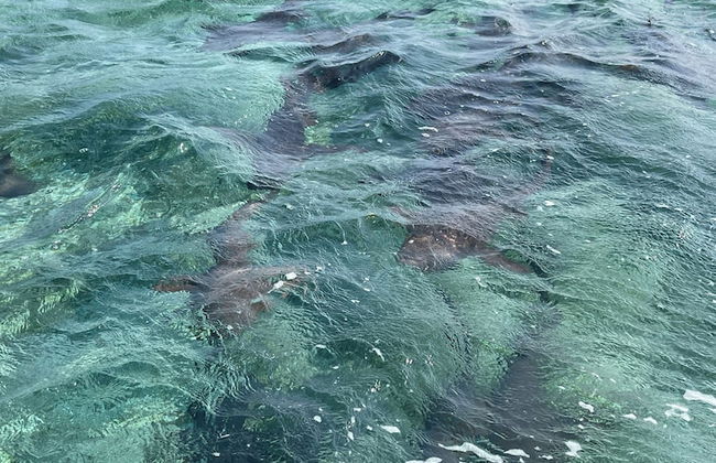 Blue Bay Cottage - Foto 41