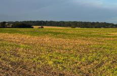 Lavender Cottage - Foto 32