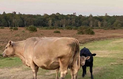 Holmans NEW FOREST - Photo 11