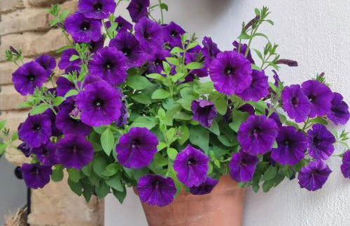 El patio de Regina - Foto 30