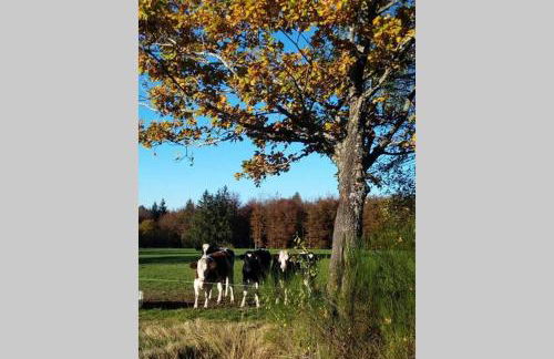 Maison indépend. 6 personnes à 10 mn de Gérardmer - Foto 21