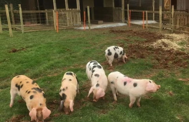 The Stables - Stokeinteignhead - Foto 11