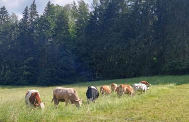 Ferienhaus Rosemarie Erlbach Vogtland - Foto 14