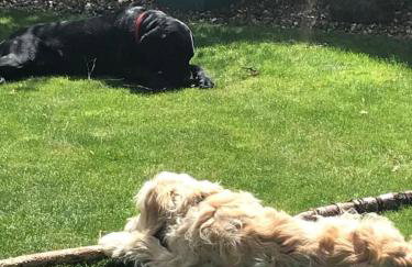 Lavender Cottage, Grade 2 Listed Period Stone Built Cottage In Pickering, North Yorkshire - Photo 40